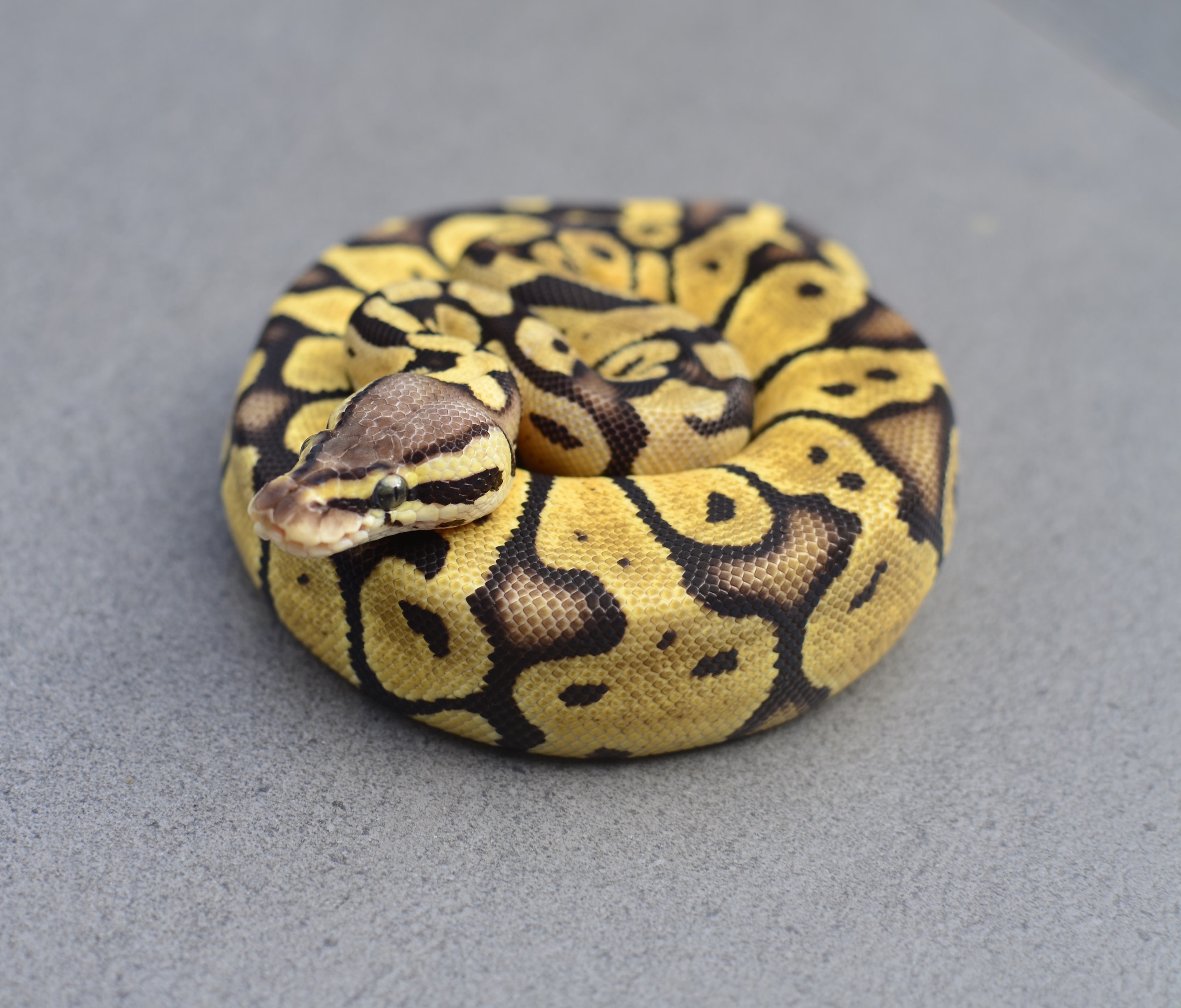 Vanilla Pastel Ball Pythons Asia